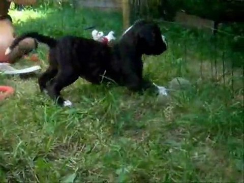 C'est d'la balle à 35 jours, 2011-09-02 (CHEYENNE de SAINT QUINIS X UCELLO du DOLON / Portée des G 2011)