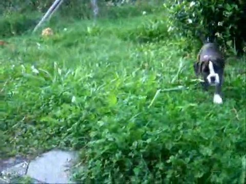 Le soleil est sorti à 46 jours, 2011-09-13 (CHEYENNE de SAINT QUINIS X UCELLO du DOLON / Portée des G 2011)(CHEYENNE de SAINT QUINIS X UCELLO du DOLON / Portée des G 2011)