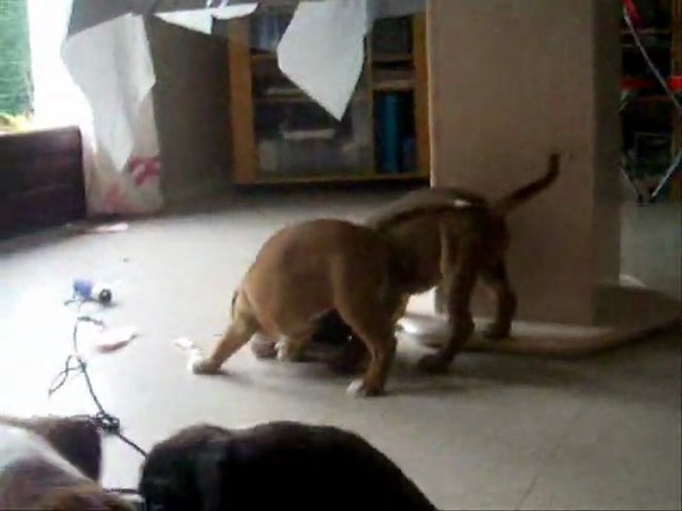 Lorsqu'il ne fait pas beau, à 46 jours, 2011-09-13 (CHEYENNE de SAINT QUINIS X UCELLO du DOLON / Portée des "G" 2011)