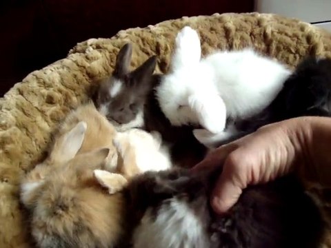 24_07 592 mes 8 bébés lapins béliers nain angora teddy dans le panier