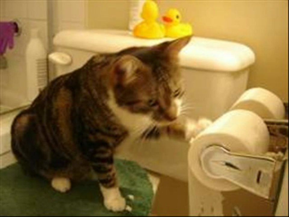 Stop Cat Peeing On Bed