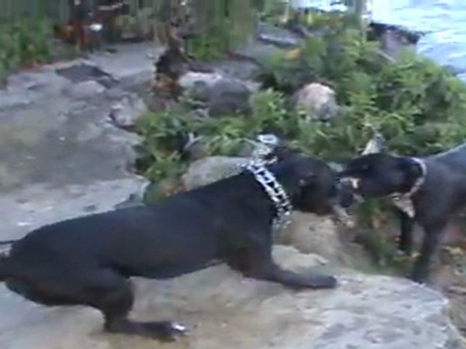 TVG-9 Buba i Mysza w Motławie