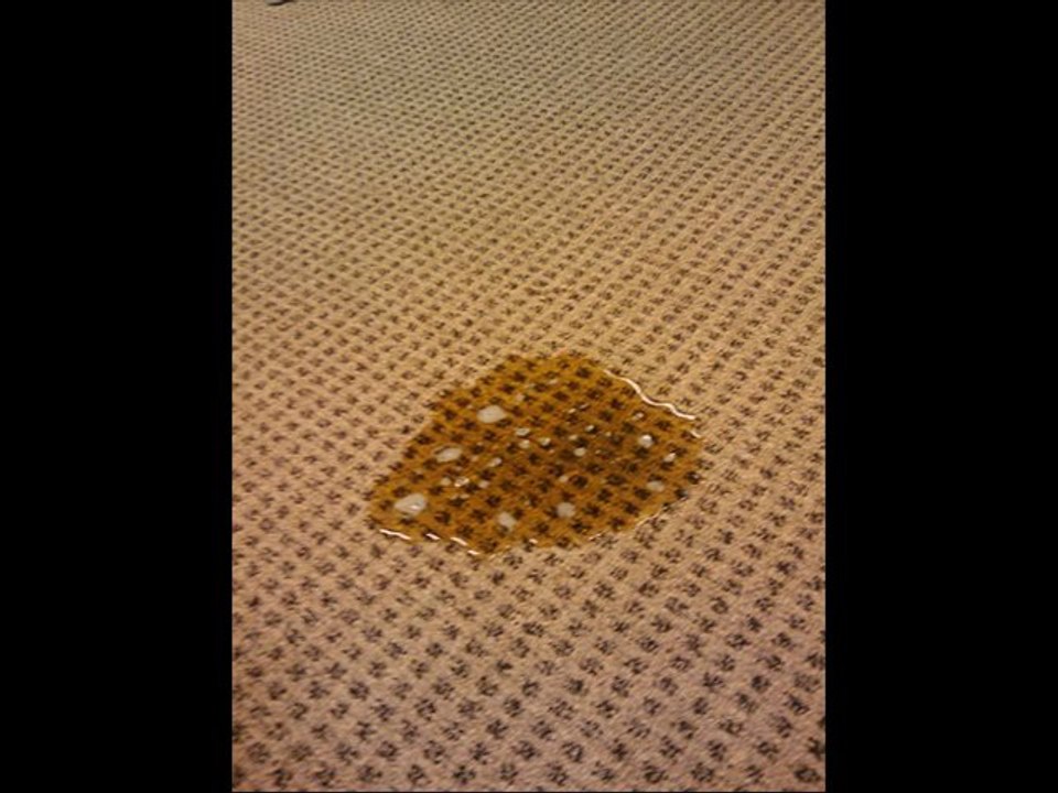 Stop Cat Peeing On Carpet or Rug