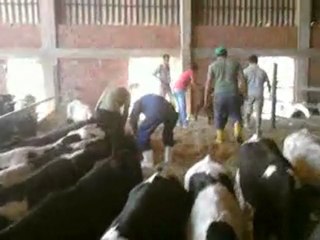 IĞDIR HAYVAN PAZARI TEL: 0546 8516657 HAZER EMLAK