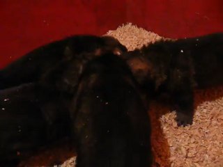 CACHORROS INKA Y GAL SEGUNDA CAMADA V6, www.lk-9.com