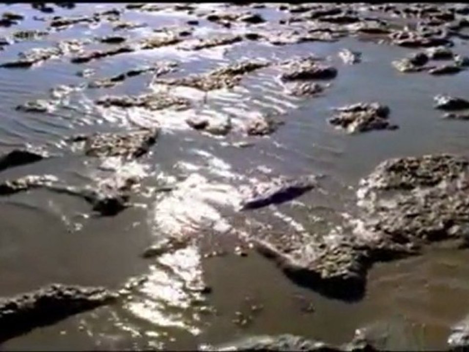 Deutschland/Niederlande: Das Wattenmeer