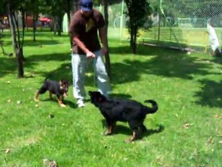 CACHORROS INKA Y GAL PRIMERA CAMADA V13, www.lk-9.com