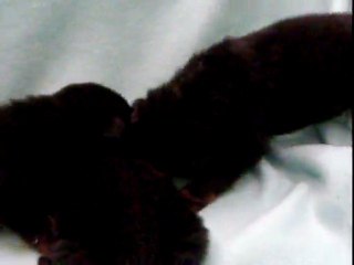 CACHORROS INKA Y GAL PRIMERA CAMADA V15, www.lk-9.com