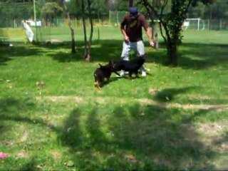 CACHORROS INKA Y GAL PRIMERA CAMADA V21, www.lk-9.com