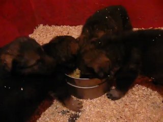 CACHORROS INKA Y GAL SEGUNDA CAMADA V4, www.lk-9.com