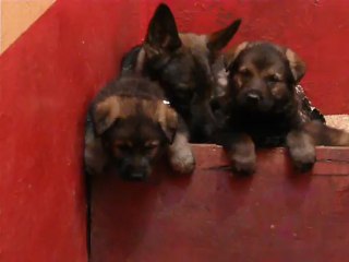 CACHORROS INKA Y GAL SEGUNDA CAMADA V8, www.lk-9.com