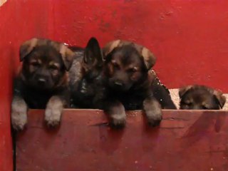 CACHORROS INKA Y GAL SEGUNDA CAMADA V9, www.lk-9.com