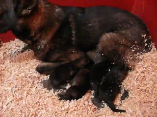 CACHORROS INKA Y GAL SEGUNDA CAMADA V10, www.lk-9.com