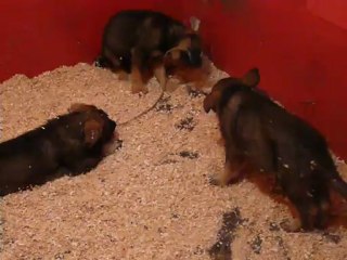 CACHORROS INKA Y GAL SEGUNDA CAMADA V18, www.lk-9.com