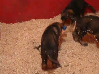 CACHORROS INKA Y GAL SEGUNDA CAMADA V19, www.lk-9.com