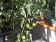 Greenhouse And Growing Tomatoes - II