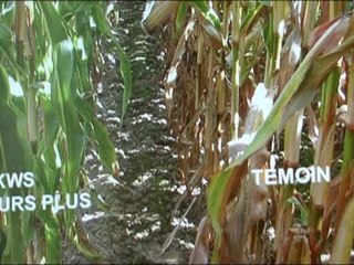 Space 2011- Maïs ensilage - Didier Dreau : "Nous nous adaptons dans la sélection variétale au manque d'eau"