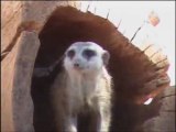 Nuevas cras de suricatas en Bioparc Valencia