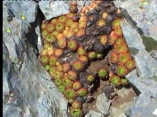 "Serhan ALTINOK "  Karadeniz yaylalar (Seyretmenizi öneririm.)