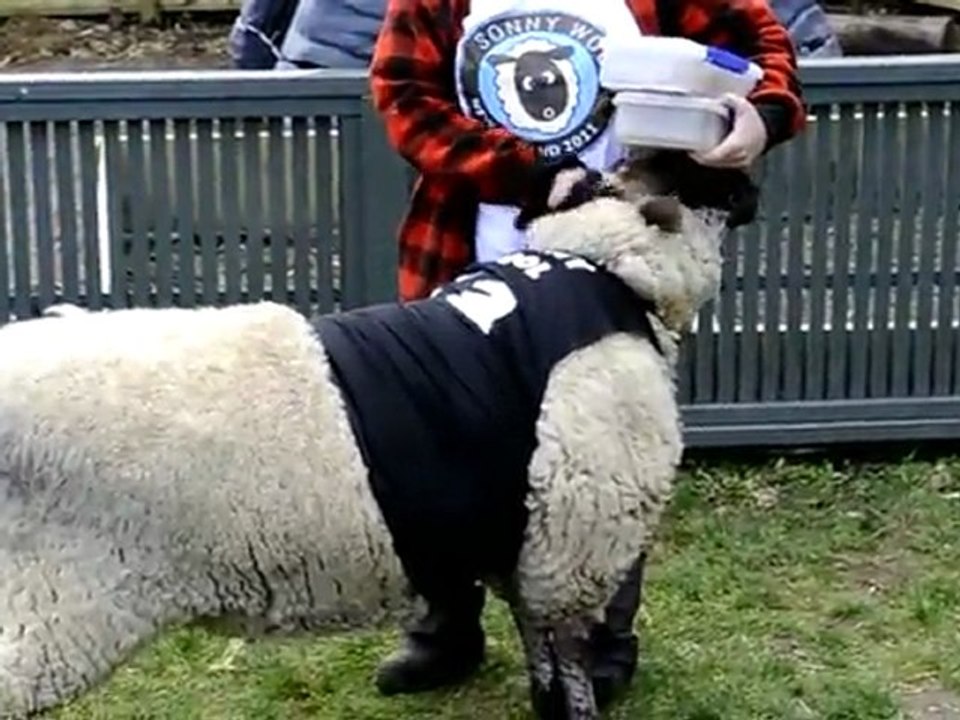 'Psychic' sheep predicts All Blacks win v Japan