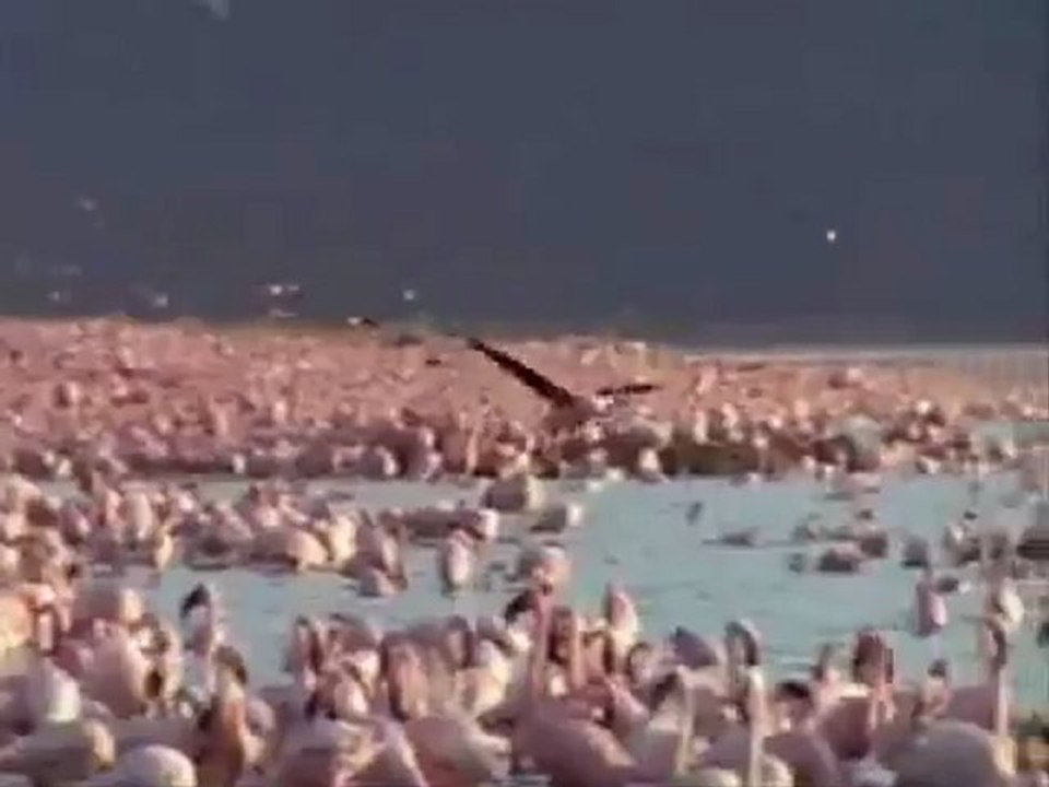 Chilika 1
