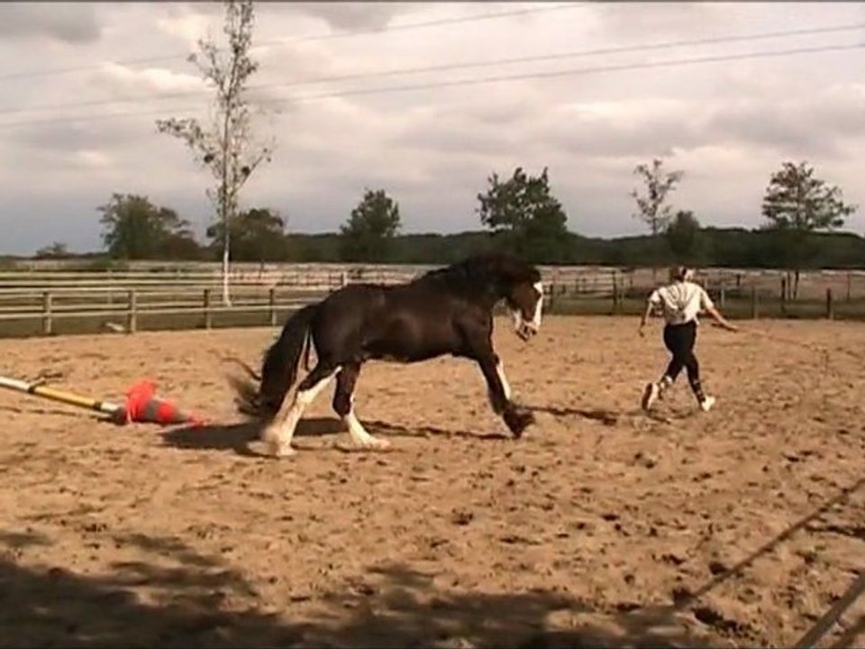 Portes Ouvertes Ecuries de Sulliac