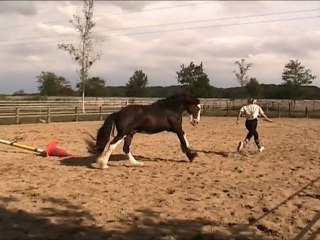Portes Ouvertes Ecuries de Sulliac