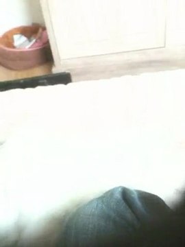 chaton persans chinchilla