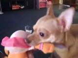 Honey the Chihuahua Teaches Zoe from Sesame Street Not to Mess With Her