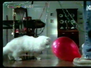 Le Chat Qui Est K.O Accause De L'aleine Du Mec