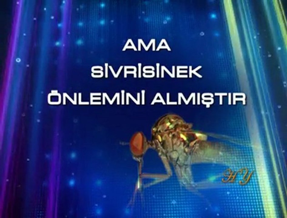 Sivri Sinek Nasıl Sokar Görüntülü Anlatım Sivrisinek özellikleri