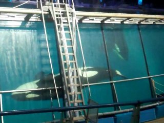 2011-15-08 Marineland VI