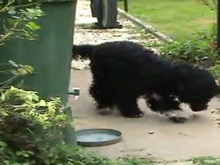 Barbet French Lover gets interested too...