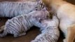 Dog Nurses White Tiger Cubs in China