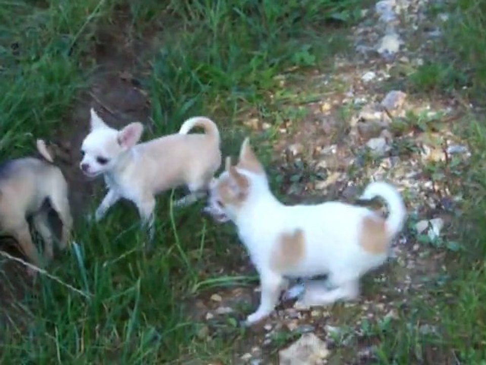 Jeux chiots