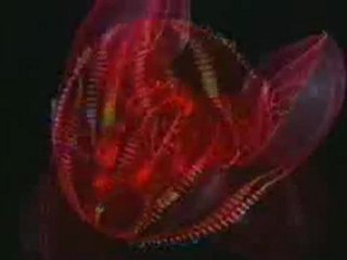 méduse bioluminescente, jellyfish, magnifique créature !