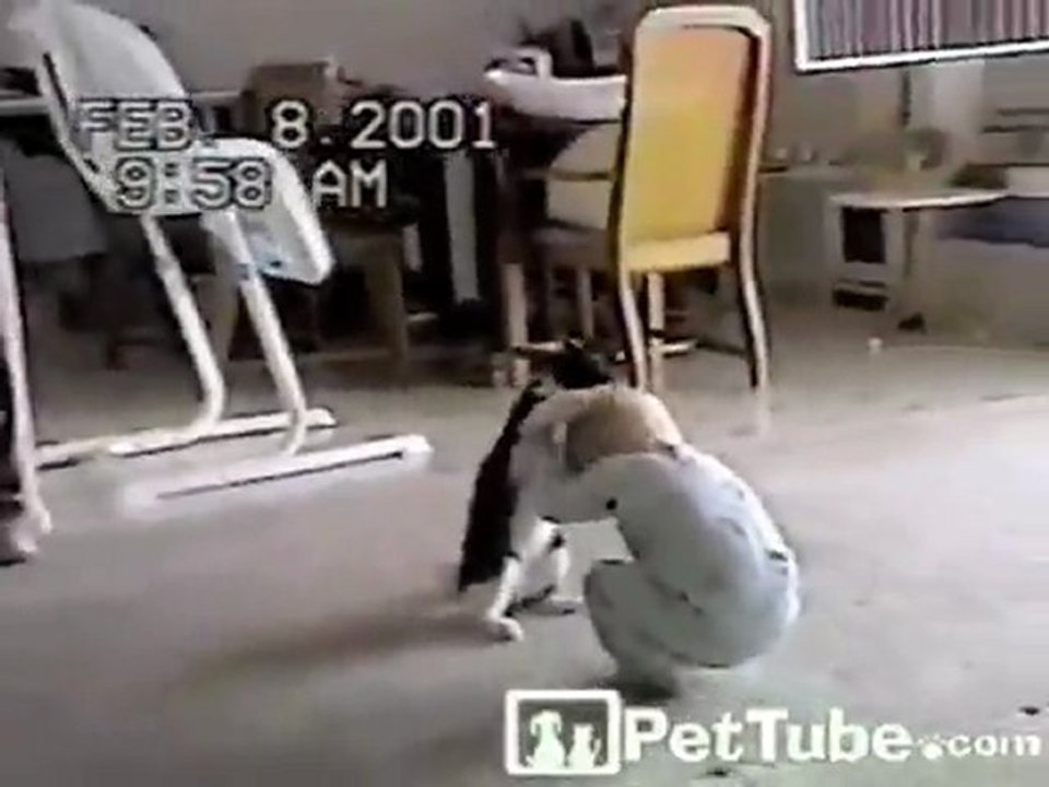 Cat Vs. Baby: Cuteness shall ensue