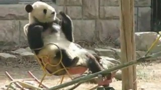 Panda can’t get enough of that rocking chair