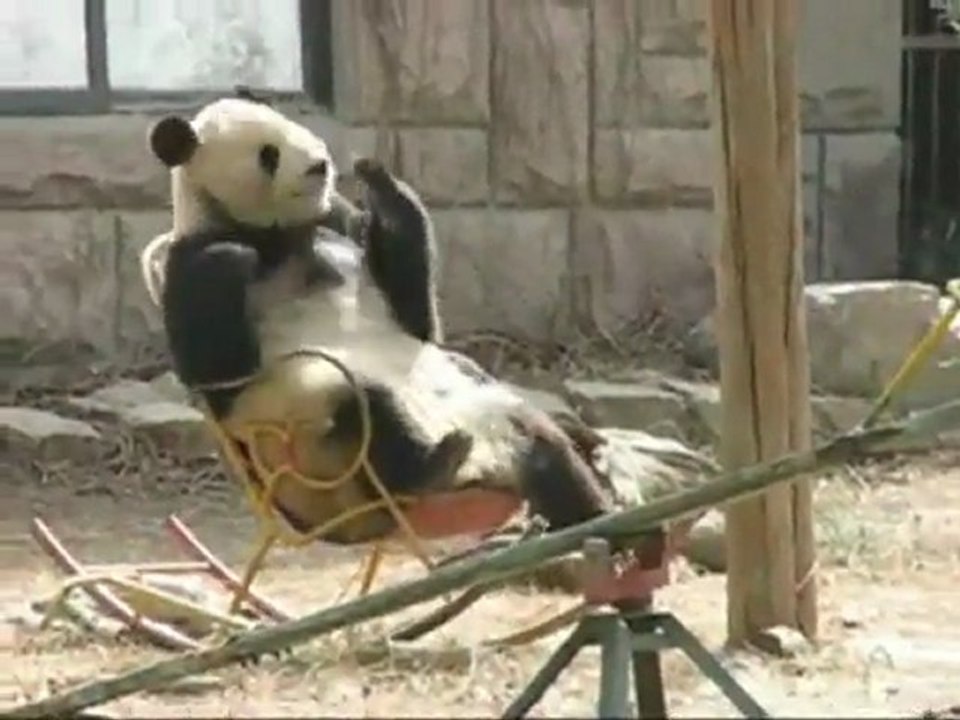 Panda can’t get enough of that rocking chair