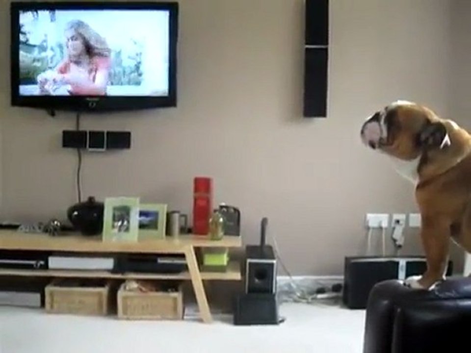 Elephant Dog