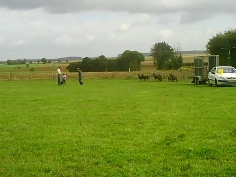 jeune border collie au troupeau