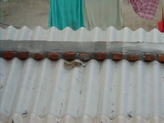 un écureuil sur fond de prière bouddhiste (majnu ka tilla 2011)