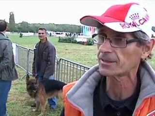 Les plus beaux bergers allemands de France à Mesnil-St-Père