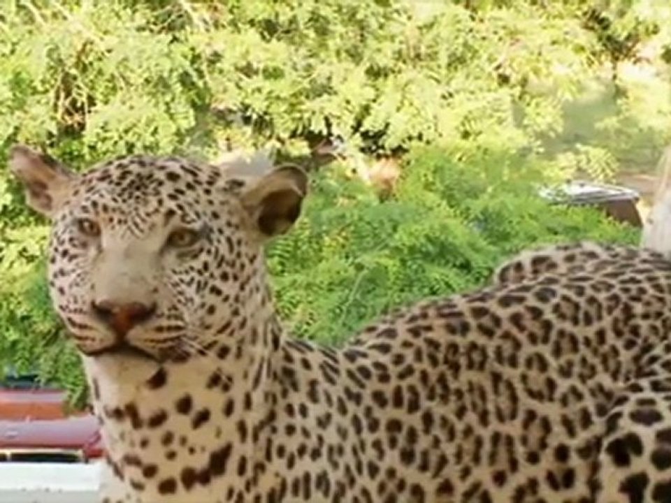 Pub Ojai Valley Taxidermy on www.dailymotion.com/alans