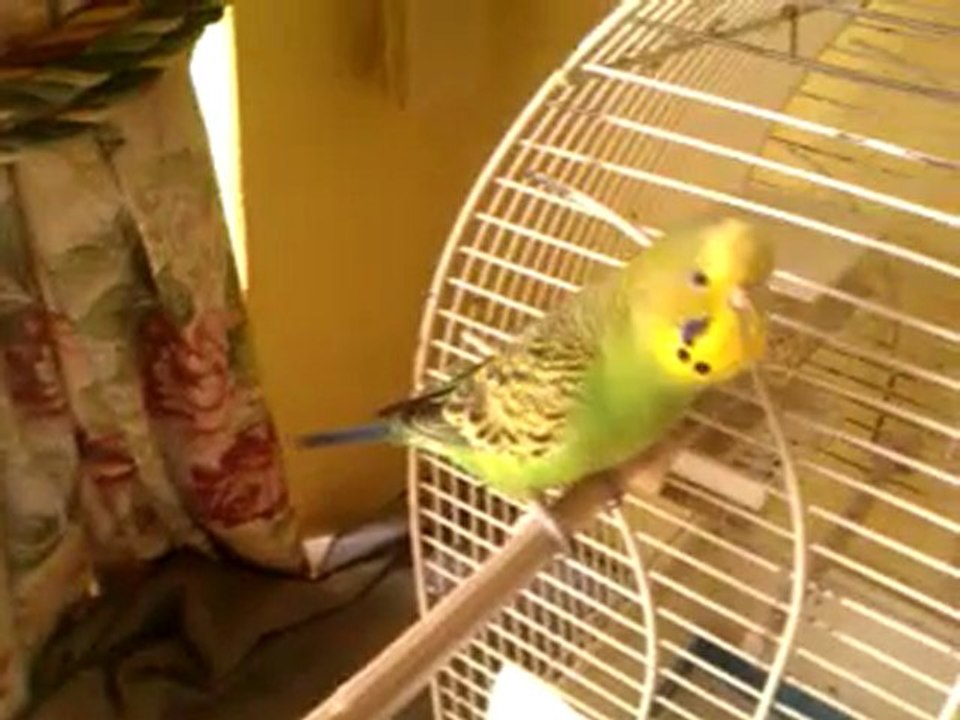 Kiwi6
