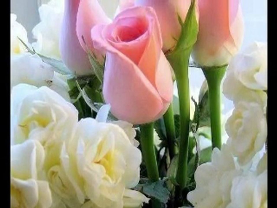 Muazzez Ersoy-Güz Gülleri