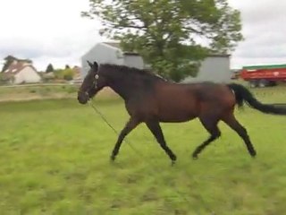 Longe dans les champs 1