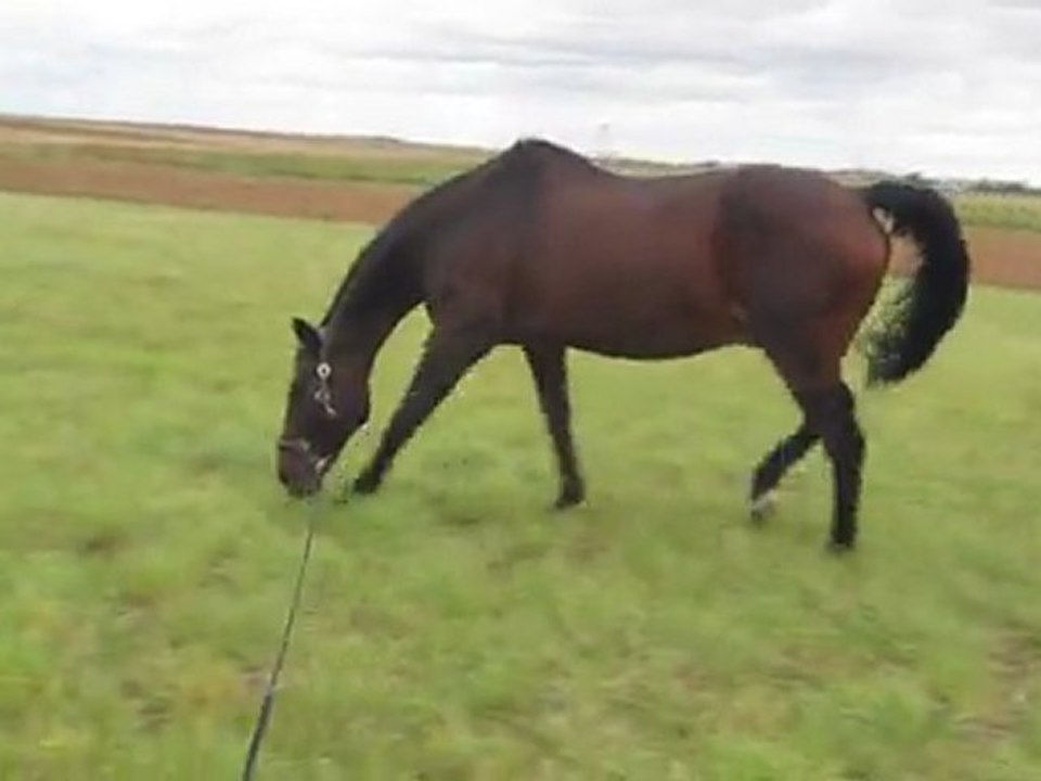 Longe dans les champs 3