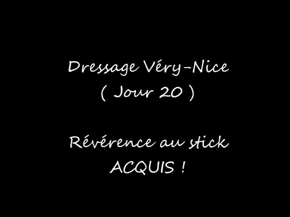 Dressage Very-nice ( Révérence )