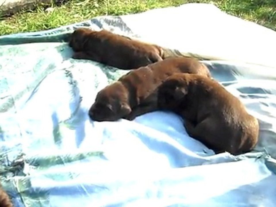 les chiots couinent